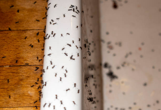 Spider Control Near Me in Taylor, TX